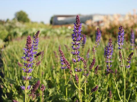 Salvia nemorosa 'Mainacht'