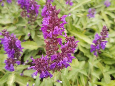 Salvia nemorosa 'Marcus' ®