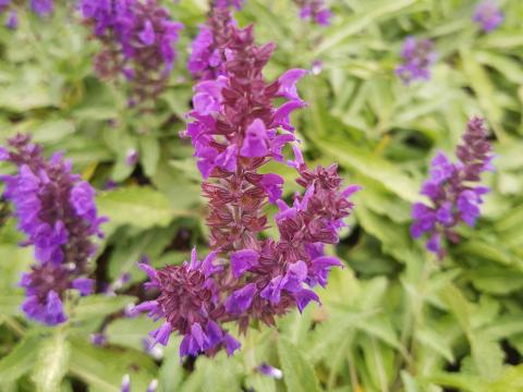 Salvia nemorosa 'Marcus' ®