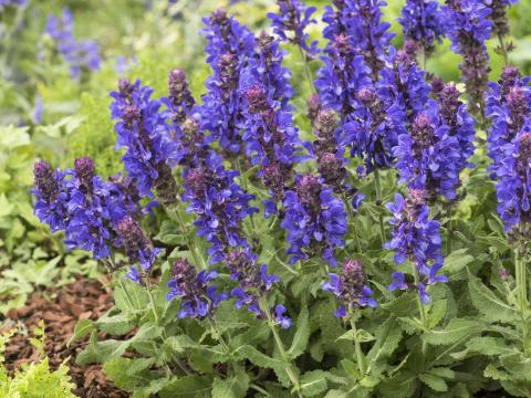 Salvia nemorosa 'Marvel Blue'