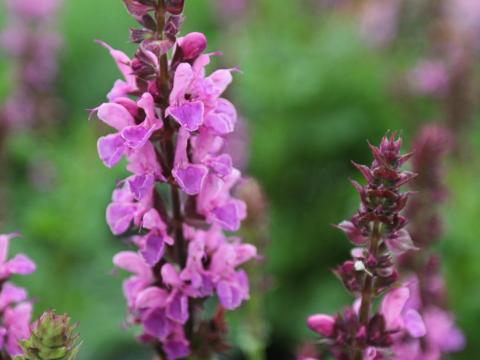 Salvia nemorosa 'Marvel Rose'