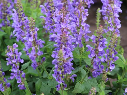 Salvia nemorosa 'Marvel Sky Blue'