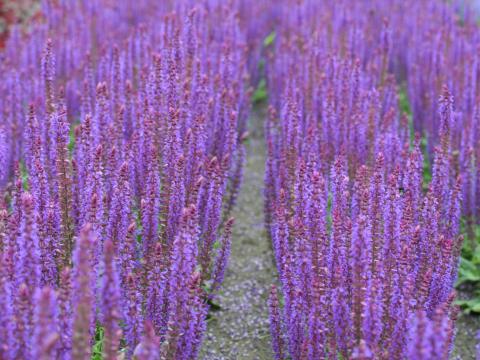 Salvia nemorosa 'Ostfriesland'