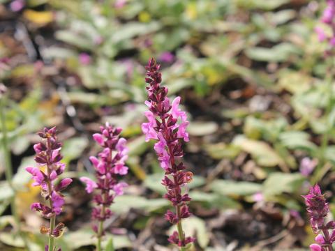 Salvia nemorosa 'Rose Queen'