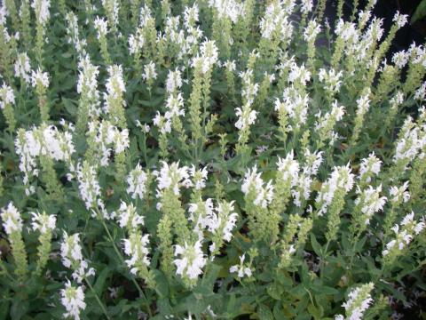 Salvia nemorosa 'Schneehügel'