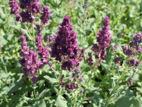 Salvia nemorosa 'Schwellenburg'