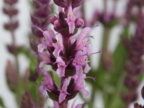 Salvia nemorosa 'Sensation® Medium Deep Rose'