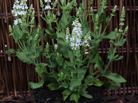 Salvia nemorosa 'Sensation® Medium White'