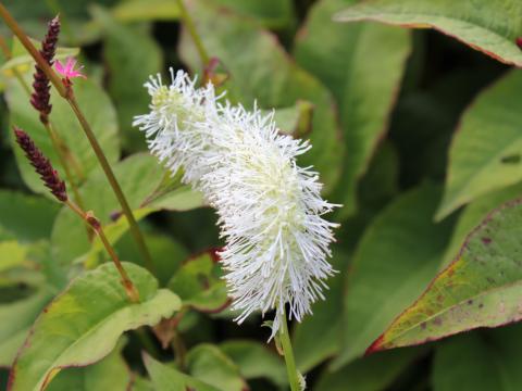 Sanguisorba obtusa alba