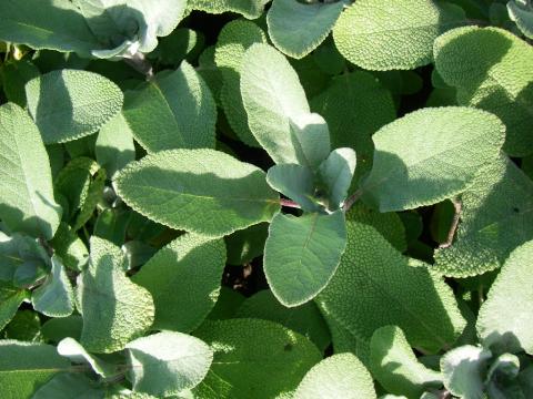 Salvia officinalis 'Berggarten'