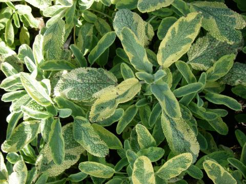 Salvia officinalis 'Icterina'