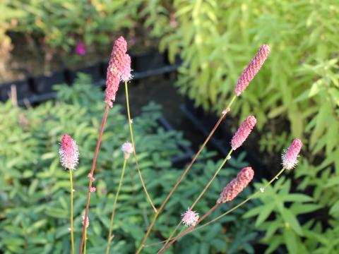 Sanguisorba officinalis 'Pink Tanna'