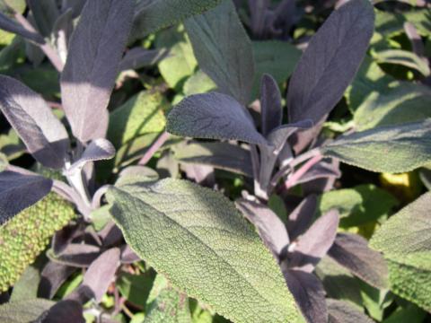 Salvia officinalis 'Purpurascens'