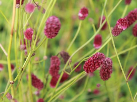 Sanguisorba officinalis 'Red Thunder'