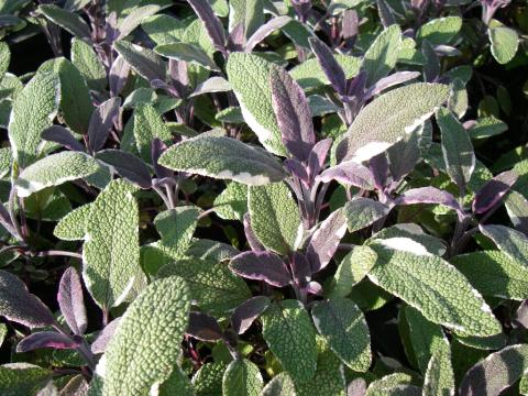 Salvia officinalis 'Tricolor'