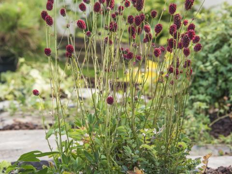 Sanguisorba 'Proud Mary'