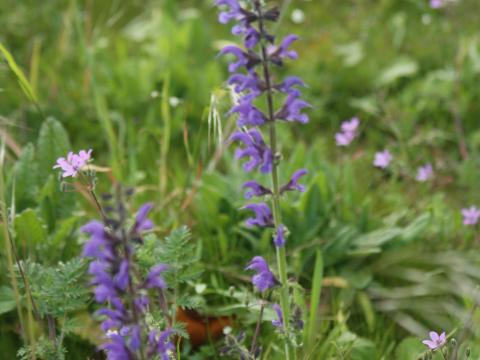 Salvia pratensis