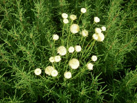 Santolina rosmarinifolia (virens)