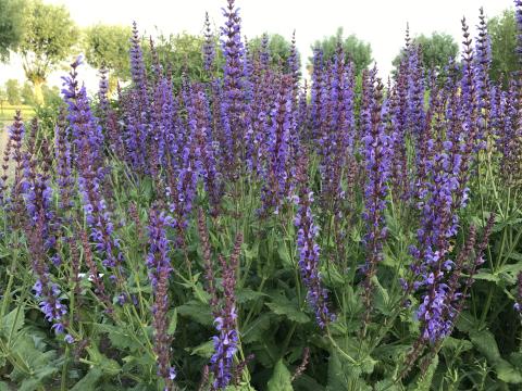 Salvia sylvestris (x) 'Dear Anja'