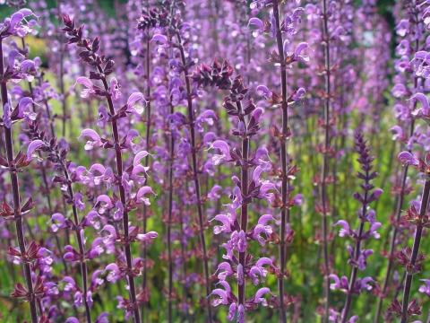 Salvia sylvestris (x) 'Serenade'