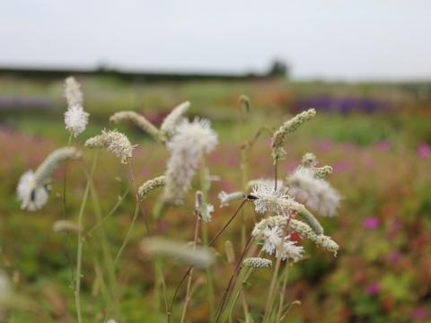 Sanguisorba tenuifolia var. alba