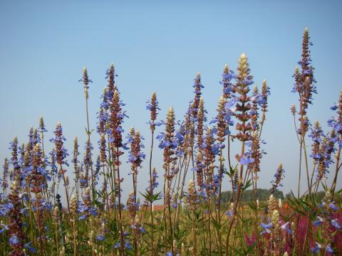 Salvia uliginosa 'African Skies'