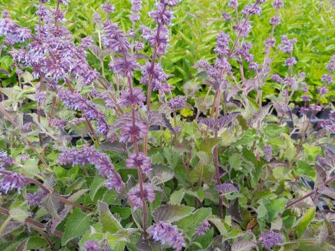 Salvia verticillata