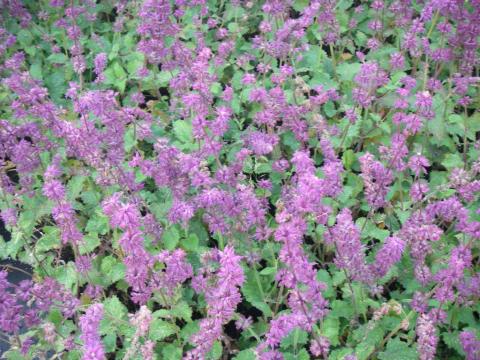 Salvia verticillata 'Purple Rain'