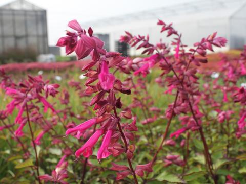 Salvia  'Wendy's Wish' ®