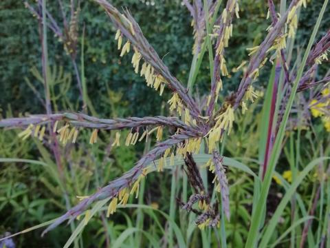 Schizachyrium scoparium 'Ha Ha Tonka'