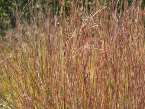 Schizachyrium scoparium