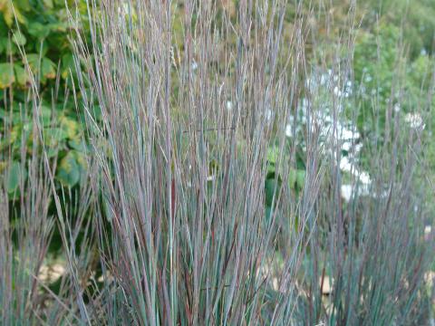 Schizachyrium scoparium 'Standing Ovation'