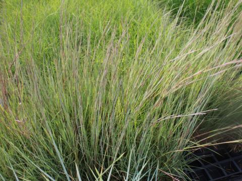 Schizachyrium scoparium 'Prairie Blues'