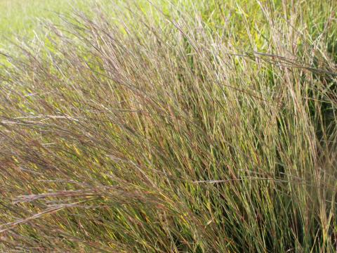 Schizachyrium scoparium 'Wildwest'