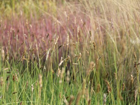 Sesleria argentea