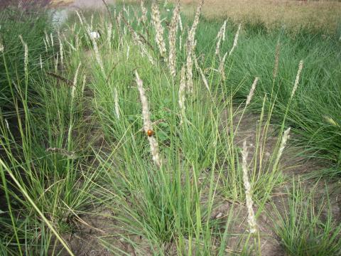 Sesleria autumnalis