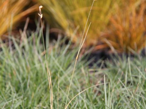 Sesleria caerulea (albicans)