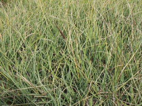 Sesleria nitida