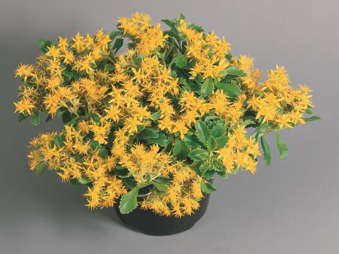 Sedum selskianum Sedum selskianum