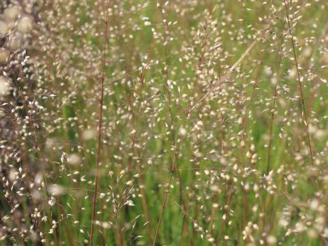 Sporobolus heterolepis 'Cloud'