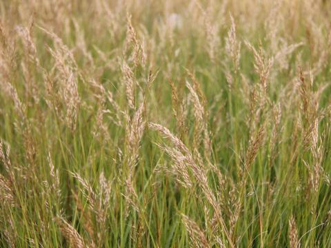 Stipa calamagrostis 'Algäu'