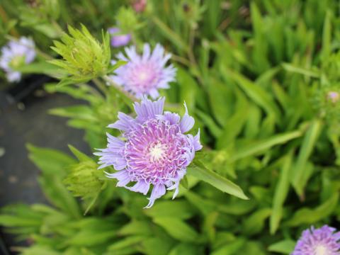 Stokesia laevis Stokesia laevis