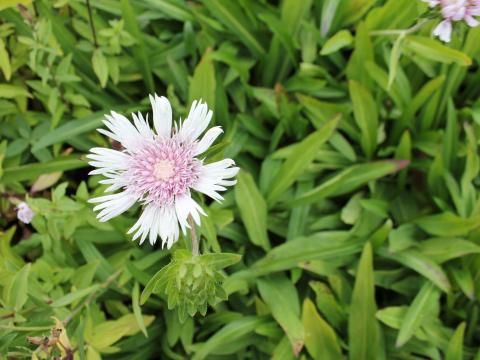 Stokesia laevis 'Alba' Stokesia laevis 'Alba'