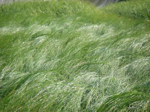 Stipa tenuifolia 'Ponytails'