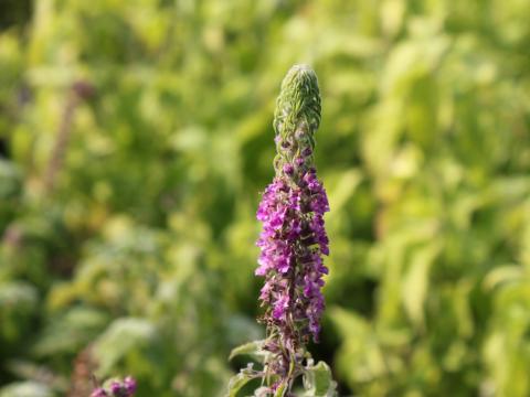 Teucrium hyrcanicum 'Paradise Delight' Teucrium hyrcanicum 'Paradise Delight'