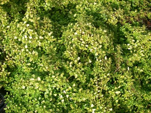 Thymus citriodorus 'Bertram Anderson'