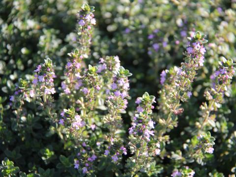 Thymus citriodorus (x)
