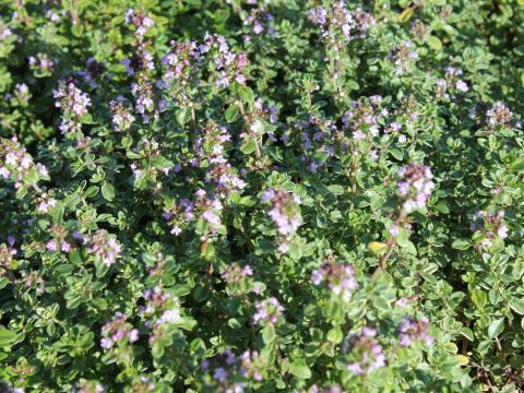 Thymus citriodorus 'Silver Queen'