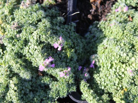 Thymus 'Elfin'