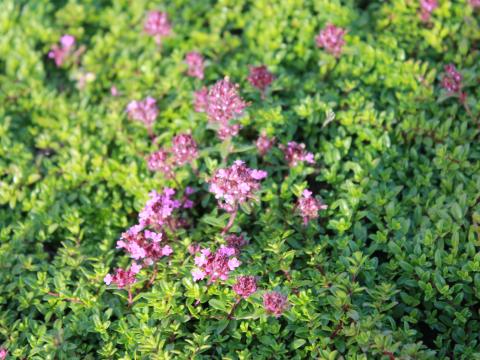 Thymus praecox 'Coccineus'